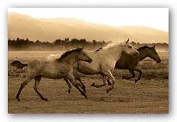 Horse Trio by Robert Dawson 24"x36" Art Print Poster