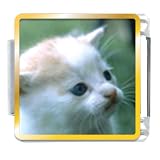 Little Kitten Animal Photo Italian Charms Bracelet Link
