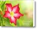 Floral background. Desert rose. Canvas Print / Canvas Art - Artist MotHaiBaPhoto Prints