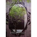 アイアンミラーの画像