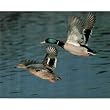 Mallard Ducks flying Art Print Poster - 13x19