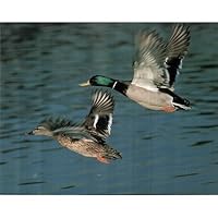 Mallard Ducks flying Art Print Poster