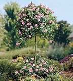 Baby Blanket 36-inch Weeping Tree Rose