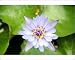 Photographic Prints of Water lily flower (Nymphaea colorata) from ClownFish Photo