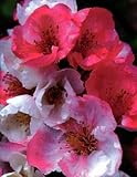 Toyo-Nishiki Flowering Quince Plant - Outdoor or Bonsai