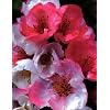Toyo-Nishiki Flowering Quince Plant - Outdoor or Bonsai