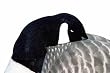 GHG Over Size Canada Goose Decoy Shell Sleeper Head Kit