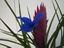 Terrestrial Tillandsia - multiple flower buds developing.