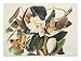 Black-Billed Cuckoo on Magnolia Grandiflora, 1828 Art Giclee Poster Print by John Jam...