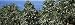 Flowers on Coffee Plants, Kealakekua Bay, Kona, Hawaii, USA Photographic Poster Print by Panoramic Images , 24x8