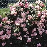 �o����c�@������i�����炩���݁j6�����@�@�Ԃ�炫���ց@�s���N�n�y�o���z�y�o���c�z�y�o����c�z