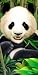 Towel World Panda Face Beach Towel