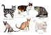 The Domestic Cat