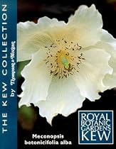 Himalayan White Poppy 20 Seeds - Meconopsis