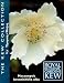 himalayan20 - Himalayan White Poppy 20 Seeds Meconopsis
