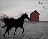 Linda Shier Kentucky Horse Silhouette 8 x 10 Glossy Print