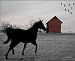 Linda Shier Kentucky Horse Silhouette 8 x 10 Glossy Print w/ Single Burgundy Mat 11 x 14