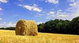 A Field in Late Summer after the Harvest - 36