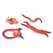 Life Cycle Stages-Earthworm