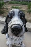 ワンと　吠えそうな　見た目は　ほんと　　リアルに　ワンちゃん　お願い　ドッグ　　犬の置き物です。