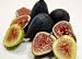 A Mixed Bunch of Organic Black Mission and Adriatic Figs. - 24