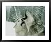 An Alpha Male Gray Wolf, Canis Lupus, Howls and the Beta Submits Collections Framed Photographic Poster Print by Jim And Jamie Dutcher, 31x25