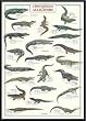 Art Poster Metal Framed Print - Crocodiles and Alligators - Artist: unknown- Poster Size: 38 X 26