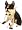 Boston Terrier