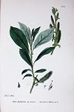 Botany Plants C1902 Tea Leaved Sallow Salix Tenuior
