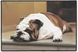 Bulldog on a Porch Dog Bull Dog Doormat Rug Mat Barrie Barnett