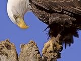 Bald Eagle Perched on Tree Branch, Alaska, USA Animal Photographic Poster Print by Joe & Mary Ann McDonald, 9x12