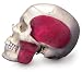 BONElikeTM Combined Transparent and Bony 8 Part Skull