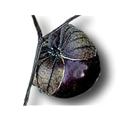 Mexican Tomatillo Purple - Physalis ixocarpa violett Tomaten Samen