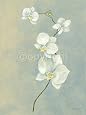 Blue Orchid Stem Art Poster Print by Anne Novak, 12x16
