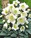 Helleborus niger Praecox - Christmas Rose