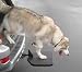 Heininger Portable Pet Twistep