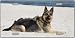 German Shepherd License Plates