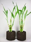 41Ij3VUoXCL. SL160  9GreenBox   Live 3 Style Party Set of 2 Bamboo Plant Arrangement w/ Ceramic Vase
