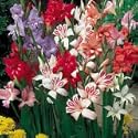 Nanus Gladiolus