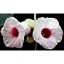 Baby Hawaiian Wood Rose 25 Seeds -Argyreia nervosa