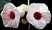 Baby Hawaiian Woodrose 10 Seeds - Argyreia nervosa