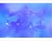 Photographic Prints of Delphinium closeup from Danita Delimont
