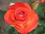 Eigenschaften Agel Rosen  / Edelrose 