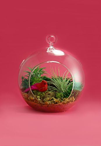 Terrarium Tillandsia Air Plant with Decorative Bird, Live Indoor Plants, 5-inch Hanging Glass Globe, Premade.