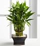 Double Lucky Pyramid Bamboo