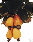 Cashew Seeds - Anacardium Occidentale [Yellow]- 10 Seeds