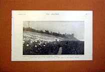 YANGTSE VALLEY POPPY FIELD SZECHUAN PROVINCE 1899 PRINT