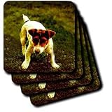 Dogs Jack Russell Terrier - Jack Russell Terrier - Coasters