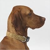 Dog Collar in Paisley Cedar Microvelvet Size: Small