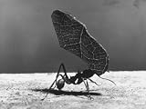 Leaf Cutter Ant Carrying Away Rose Fragments Photographic Poster Print by Fritz Goro, 40x30